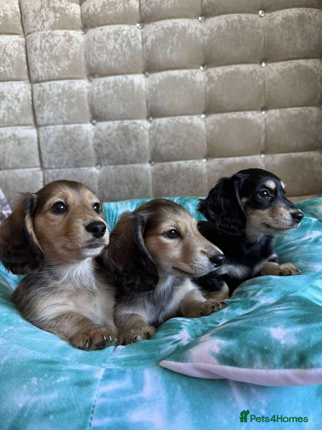 Dachshund dogs for sale: Miniature dachshund puppies  - Image 1