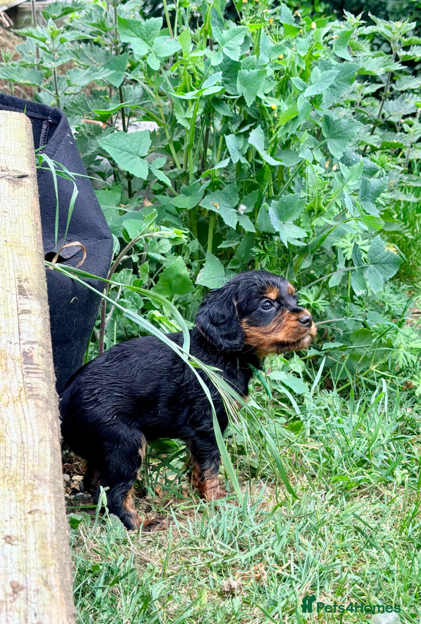 Cocker Spaniel dogs Last boy 🖤 KC Cocker Spaniel - puppy culture - Advert 2