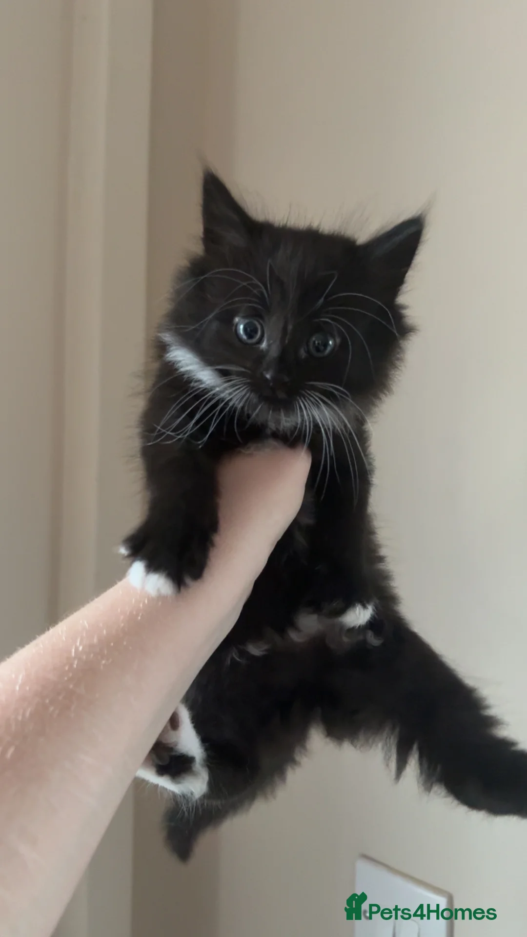 Mixed Breed cats for sale: Long hair kittens  - Advert 5