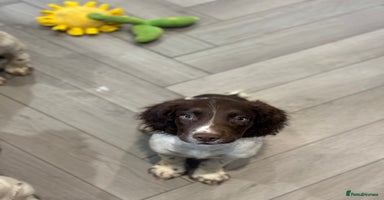 English Springer Spaniel dogs - Advert 2