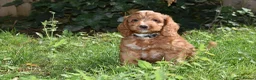 Cockapoo dogs for sale: Fully Injected Ready Now F1 Toy Cockapoo - Advert 9