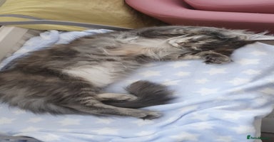 Maine Coon cats - Advert 2