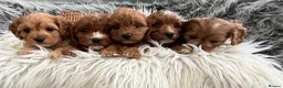 Cavapoo dogs for sale: EXCEPTIONAL EXTENSIVELY HEALTH TESTED CAVAPOOS  - Advert 13