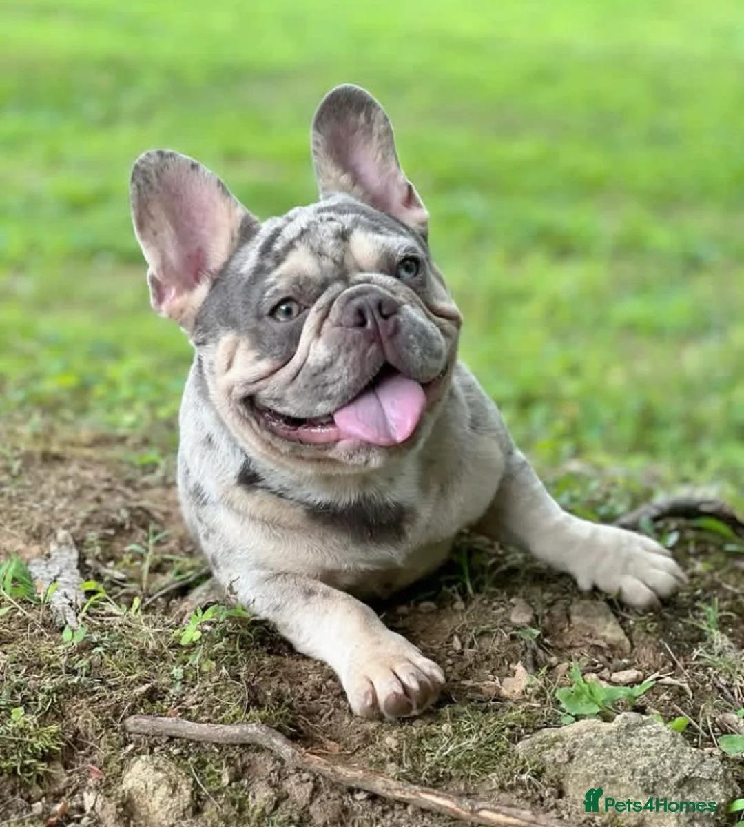 French Bulldog dogs for sale: Adorable and affectionate🥰 male French bulldog  - Advert 5