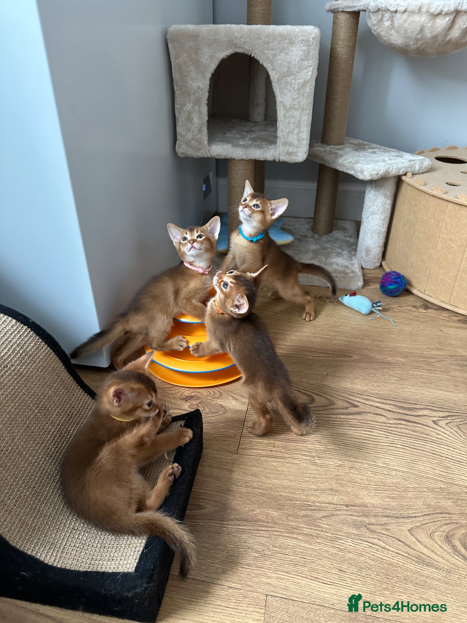 Abyssinian cats Abyssinian kittens  - Advert 6
