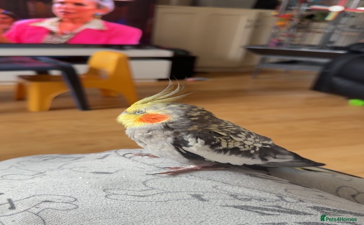 Cockatiels birds - Advert 7
