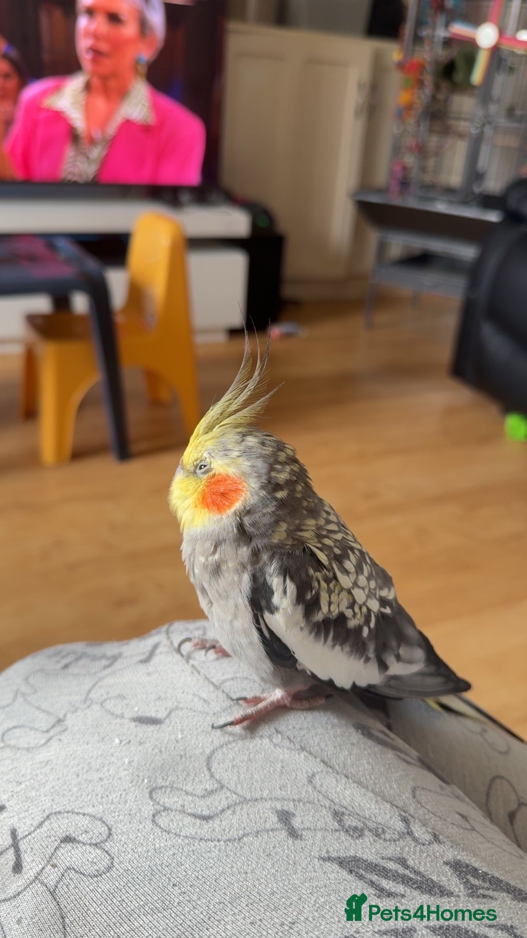 Cockatiels birds for sale: Very tame cockatiel  - Image 1