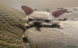 French Bulldog dogs for sale: Fully vaccinated females, males vet checked  - Image 6