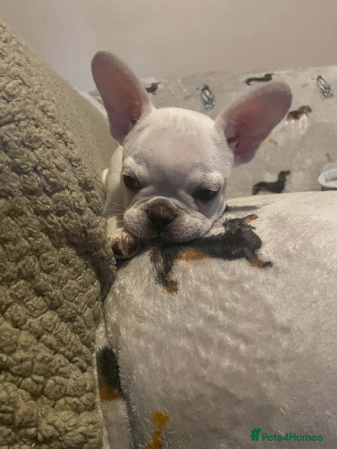 French Bulldog dogs for sale: Fully vaccinated females, males vet checked  - Image 6