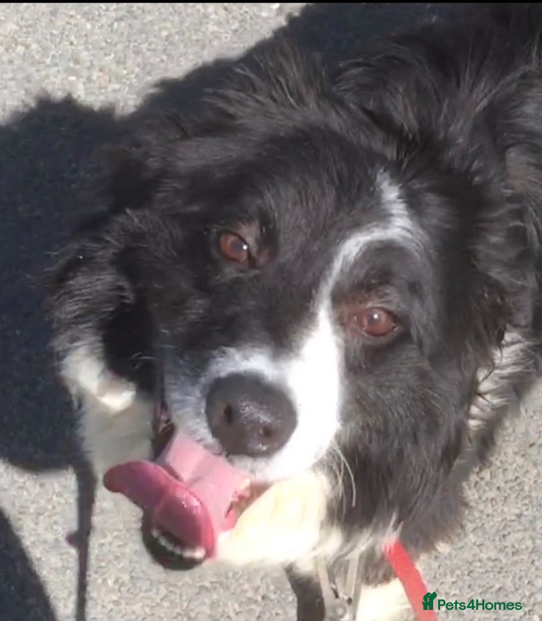 Border Collie dogs for sale: Border Collie Puppies  - Advert 3