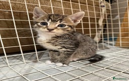 Bengal cats for sale: Tabby kittens  - Image 1