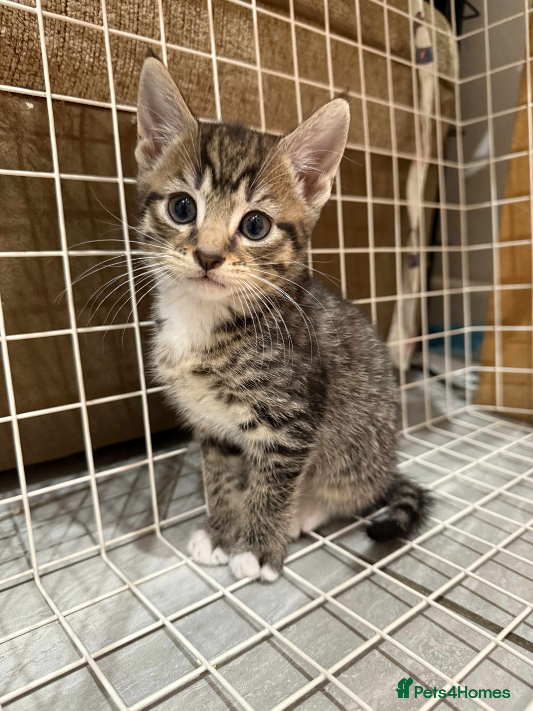 Bengal cats for sale: Tabby kittens  - Image 1