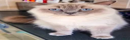 Ragdoll cats for sale: Ragdoll Kittens  - Advert 2