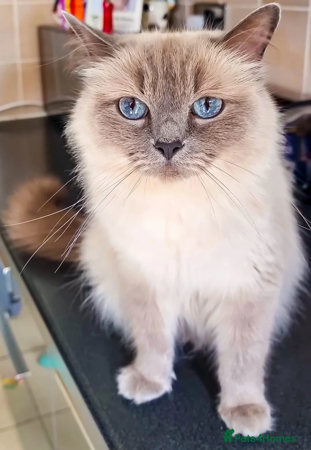 Ragdoll cats for sale: Ragdoll Kittens  - Advert 2