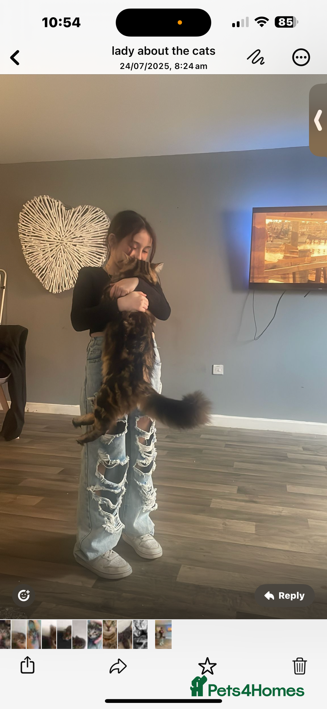 Maine Coon cats for sale: maine coon - bengals (2 males - mum free) - Image 4