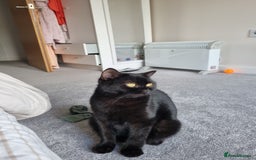 British Shorthair cats for sale: British short hair kitten  - Image 1