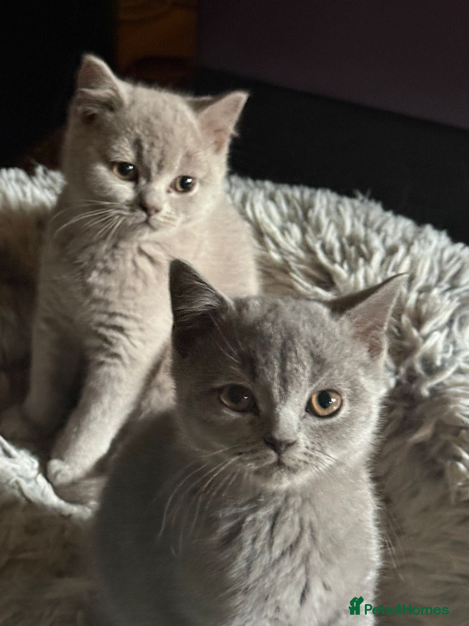 British Shorthair cats Beautiful British Shorthair kittens for sale - Advert 3