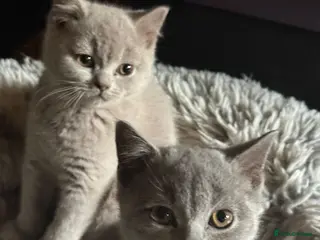 British Shorthair cats Beautiful British Shorthair kittens for sale - Advert 3