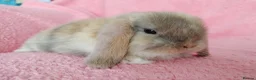 Mini Lop rabbits for sale: Baby mini lops for sale  - Advert 11