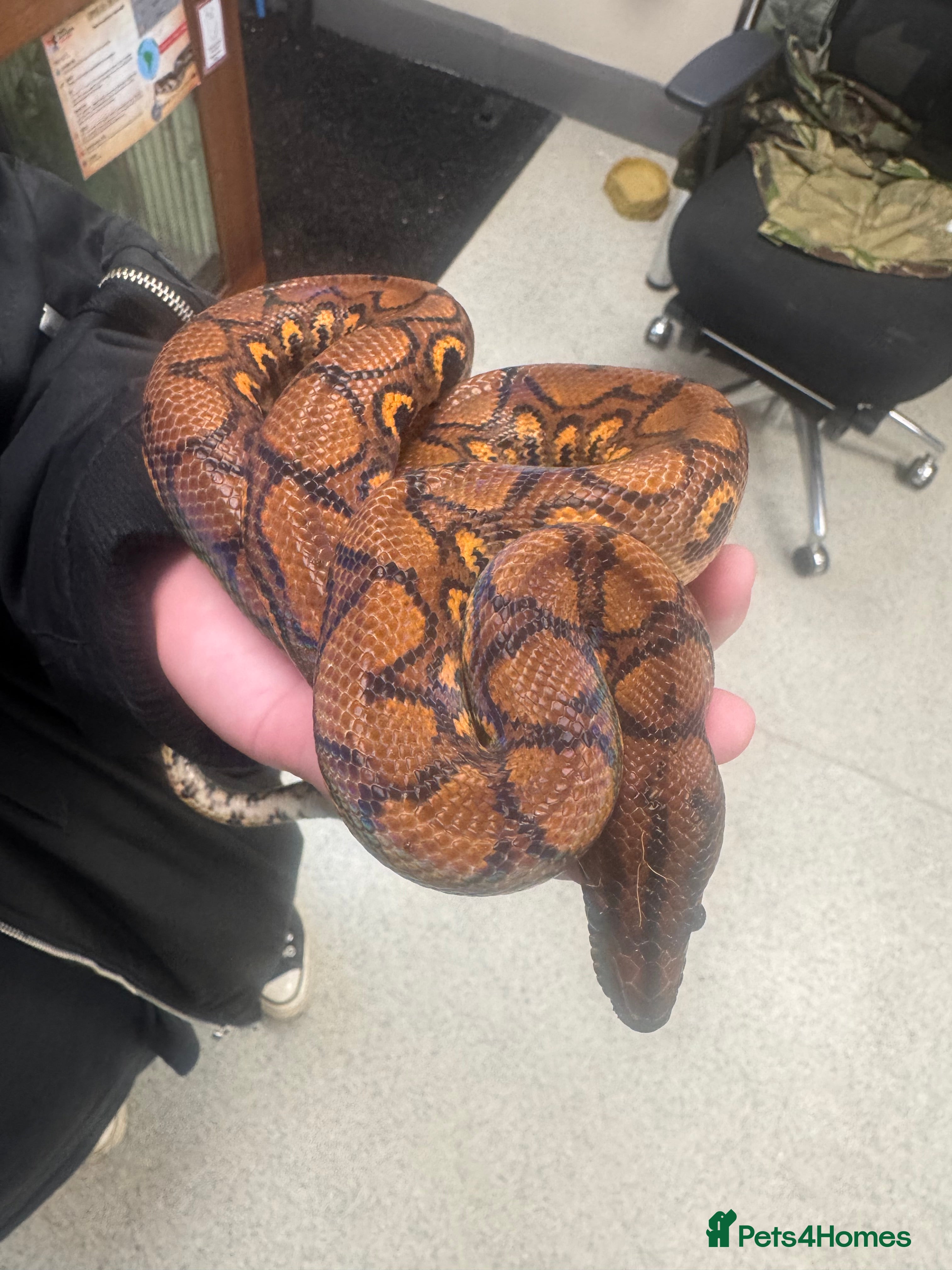 Boa Snake reptiles Brazilian rainbow boa for sale - Advert 1