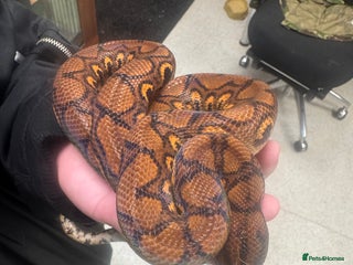 Boa Snake reptiles Brazilian rainbow boa for sale - Advert 2