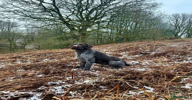 German Wirehaired Pointer dogs - Advert 4