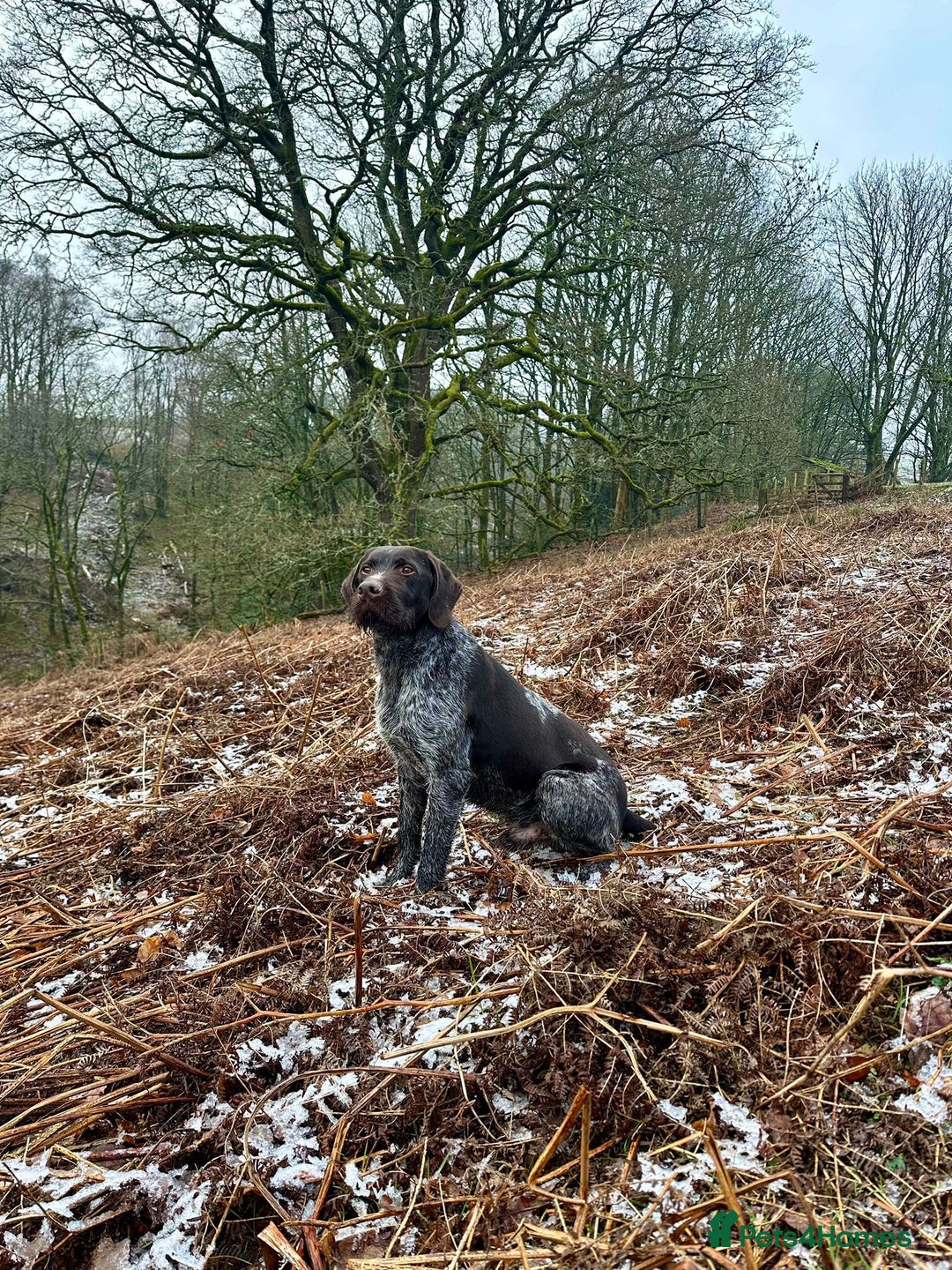 German Wirehaired Pointer dogs for sale: German wirehaired pointer  - Image 2