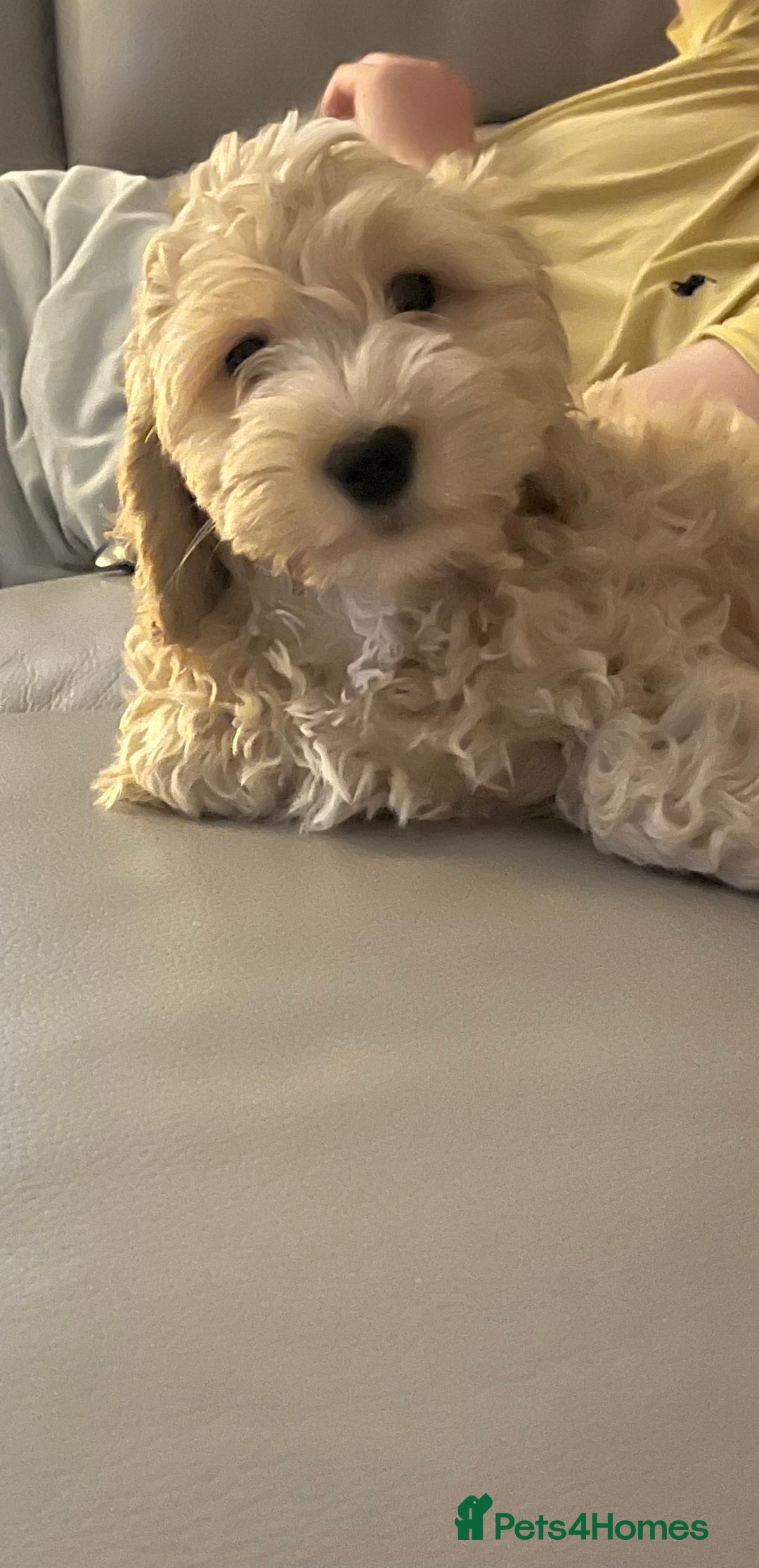 Cavapoo dogs for sale: Cavapoo for sale  - Image 3