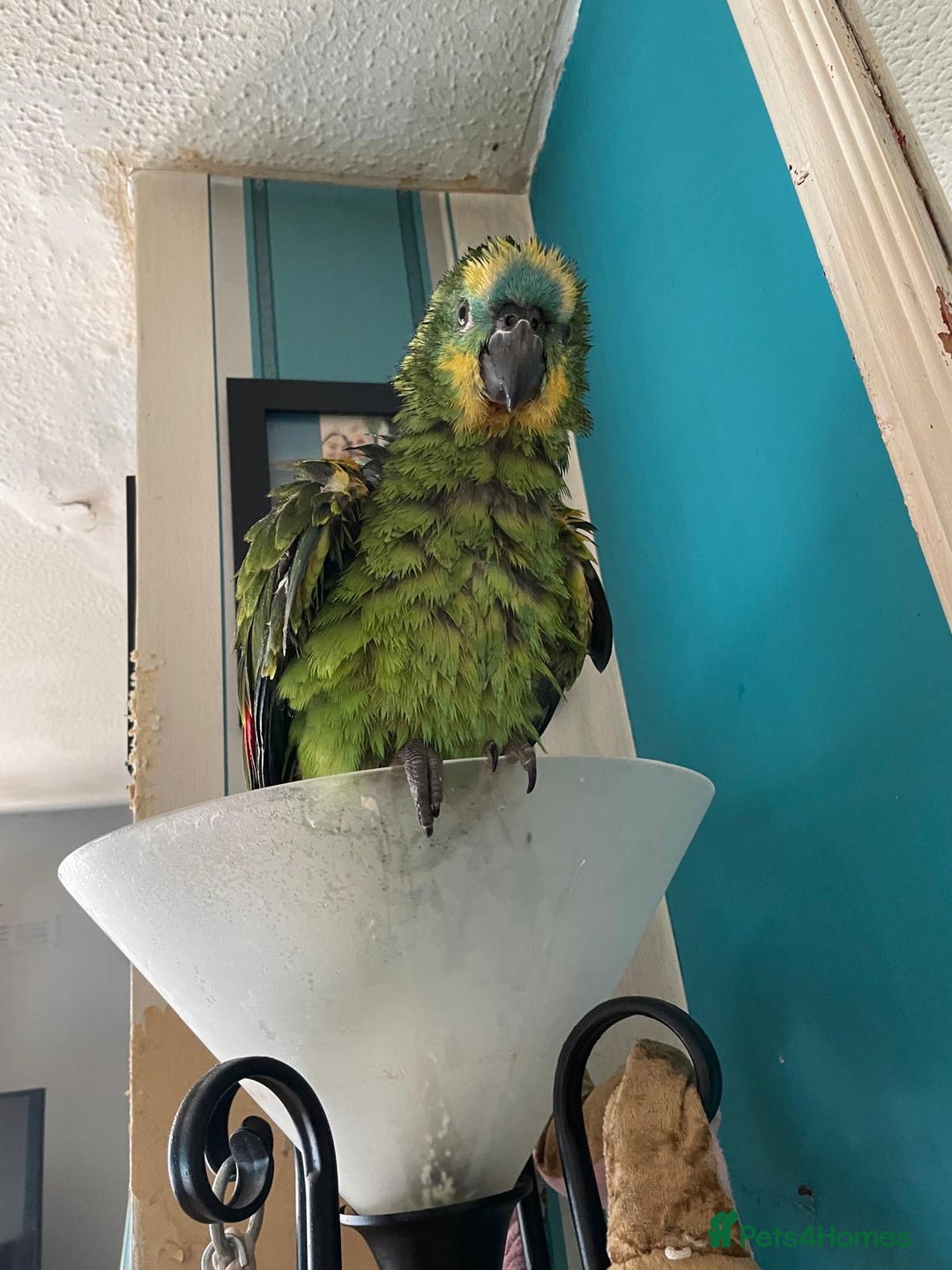 Parrots birds for sale: Beautiful blue front Amazon  - Advert 3