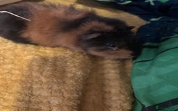 Guinea Pig rodents for sale: 2 male guinea pigs  - Image 2