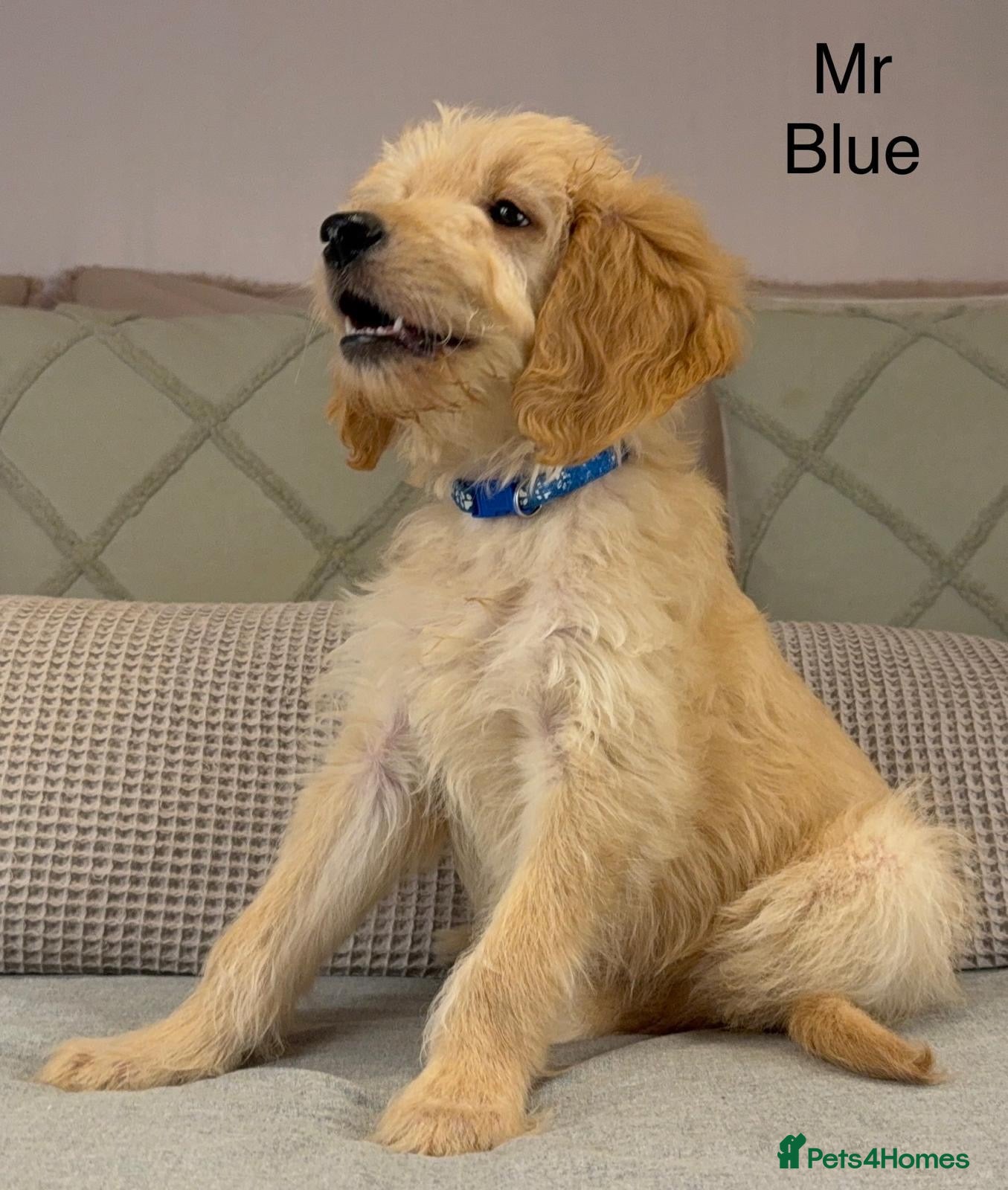 Goldendoodle dogs BEAUTIFUL HEALTHY LOVING PUPPIES  - Advert 2