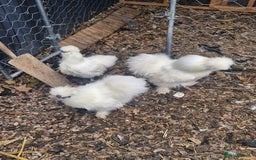 Chickens poultry for sale: 3 x silkies  - Image 5