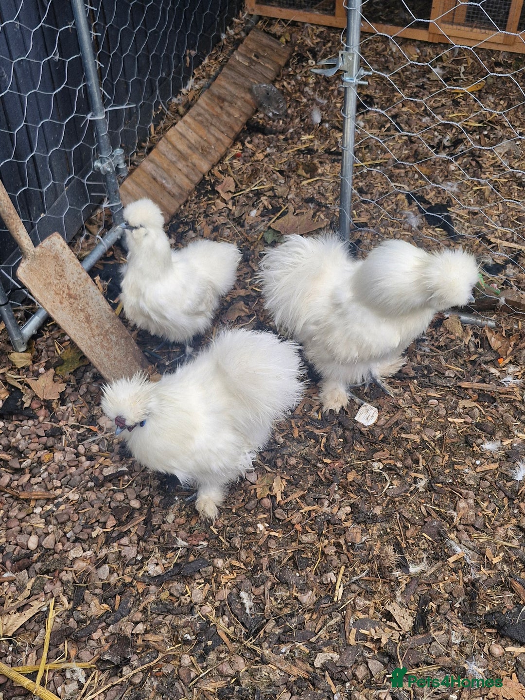 Chickens poultry for sale: 3 x silkies  - Image 5