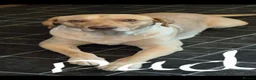 Labrador Retriever dogs for sale: Labrador retriever female puppy - Advert 4