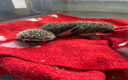 Pygmy Hedgehog rodents for sale: Pygmy Hedgehogs - Babies & Older hogs Available - Image 3