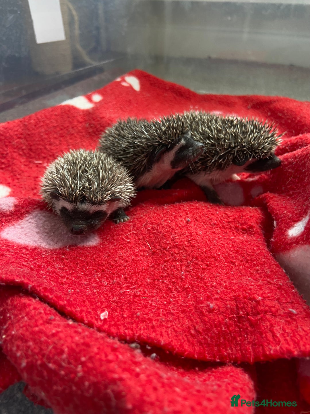 Pygmy Hedgehog rodents for sale: Pygmy Hedgehogs - Babies & Older hogs Available - Image 3