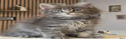 Maine Coon cats for sale: Maine coon kittens - Advert 30