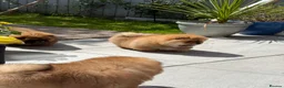 Chow Chow dogs for sale: STUNNING CHOW CHOW PUPPIES READY NOW - Advert 14