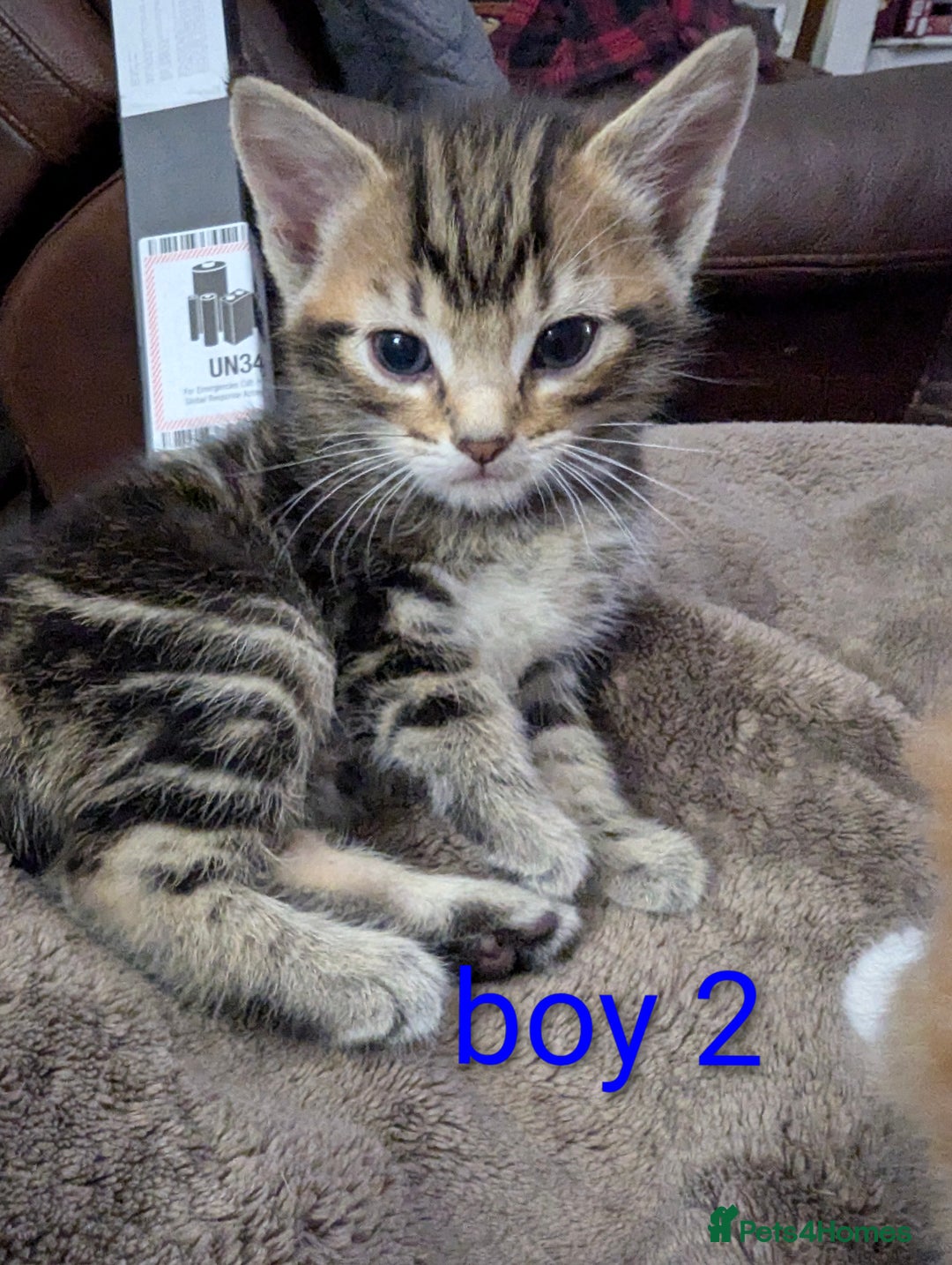 Mixed Breed cats for sale: Gorgeous kittens for sale £250 males £300 females - Advert 16