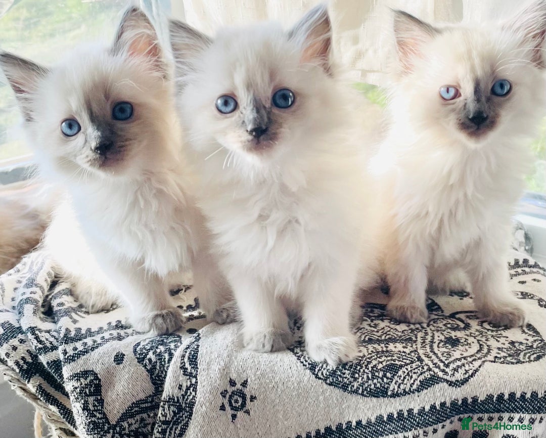 Ragdoll cats for sale: Ragdoll kittens (ready to leave now) - Image 8