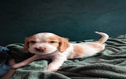 Cocker Spaniel dogs for sale: ✨ Showline Cocker Spaniel puppies for sale ✨ - Image 13