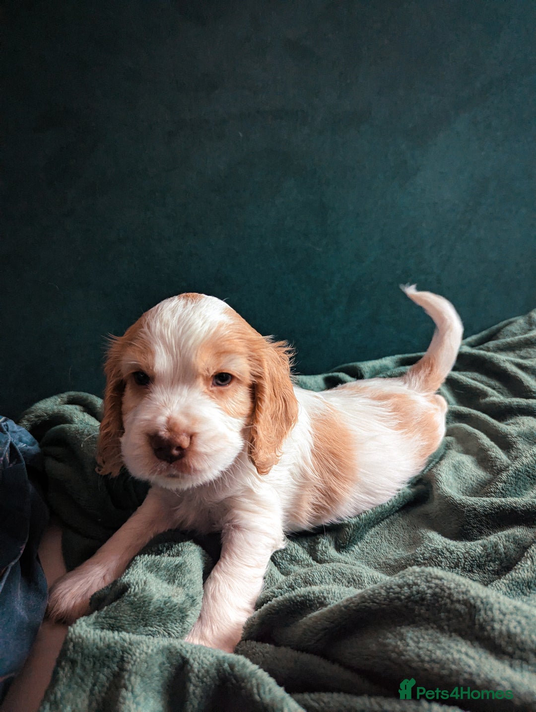 Cocker Spaniel dogs for sale: ✨ Showline Cocker Spaniel puppies for sale ✨ - Image 13