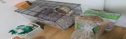 Gerbil rodents for sale: Female Gerbil (Squeak) - Advert 2