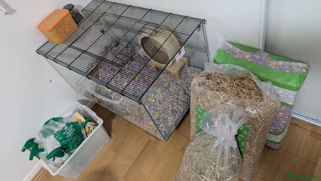 Gerbil rodents for sale: Female Gerbil (Squeak) - Advert 2