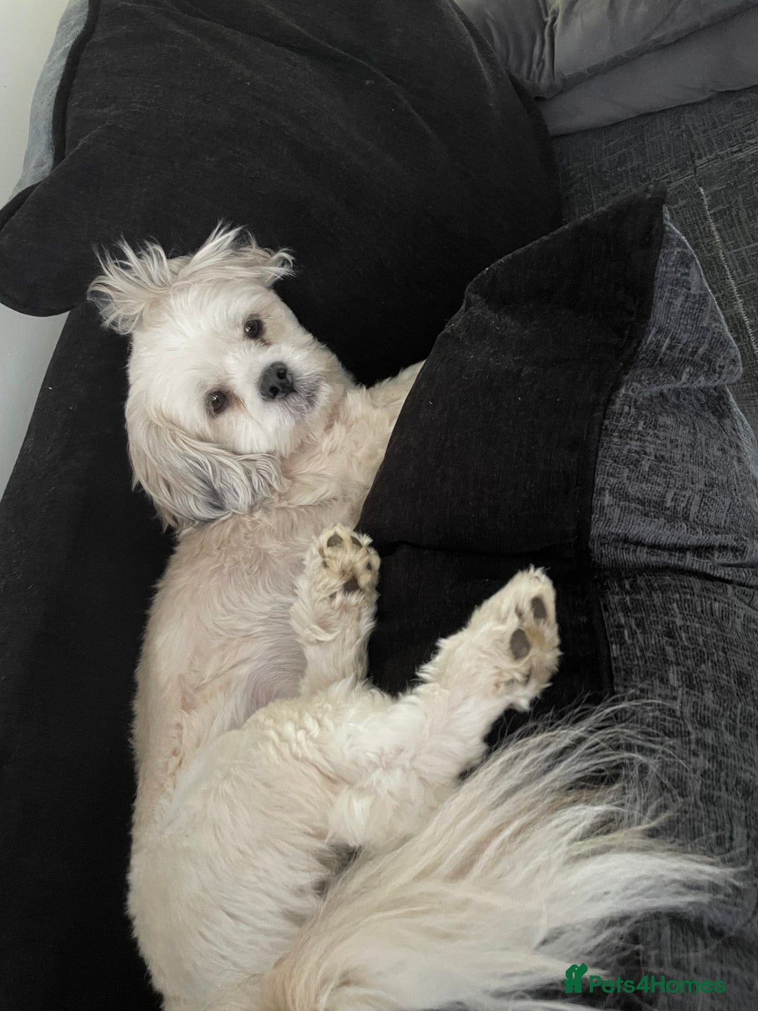 Lhasa Apso dogs for sale: beautiful female lhasa  - Advert 4