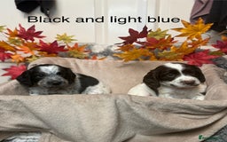 Sprocker dogs for sale: Beautiful Sprocker puppies  - Image 4