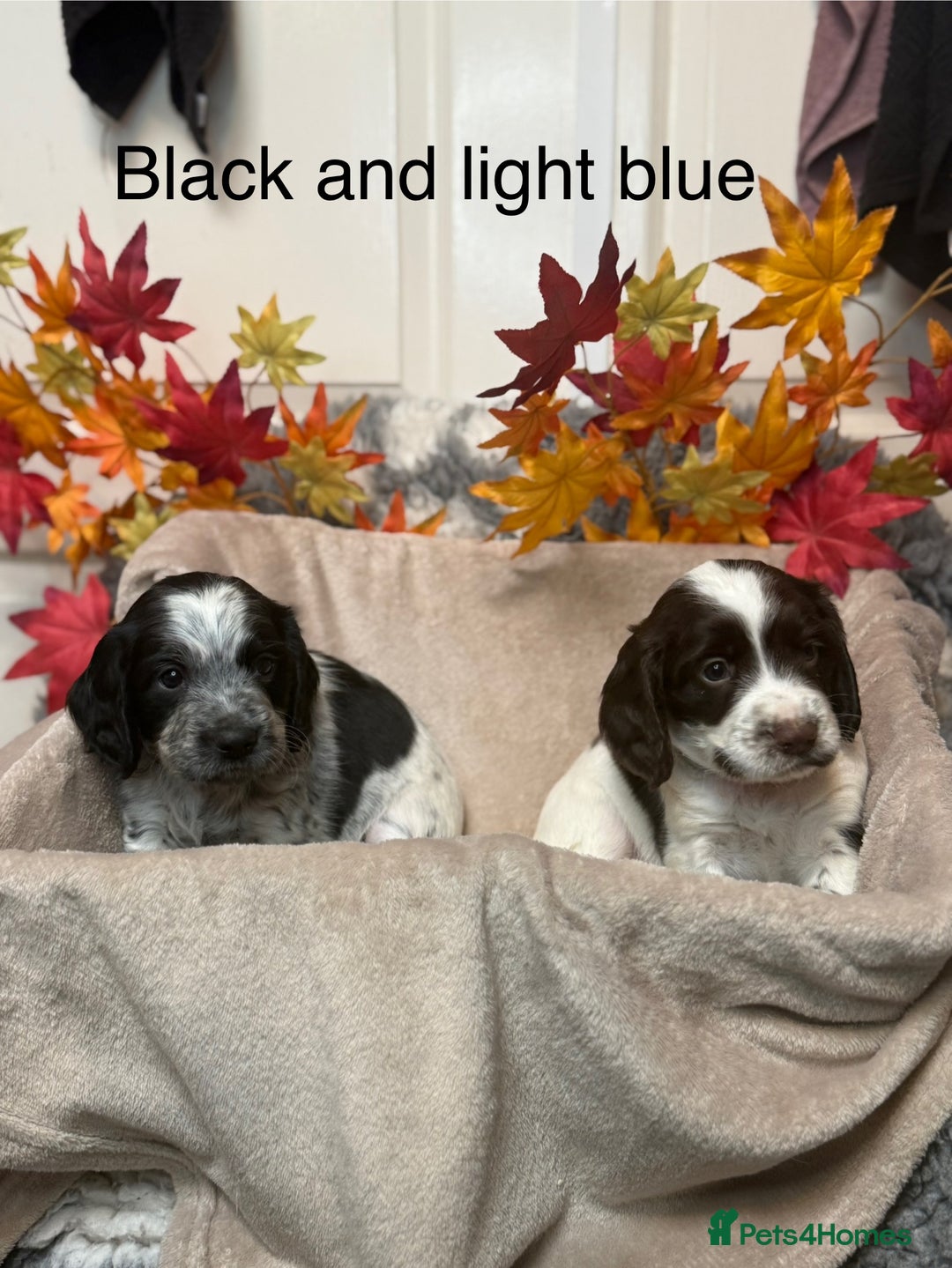 Sprocker dogs for sale: Beautiful Sprocker puppies  - Image 4
