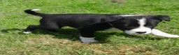 Border Collie dogs for sale: Border collie pups - Advert 2