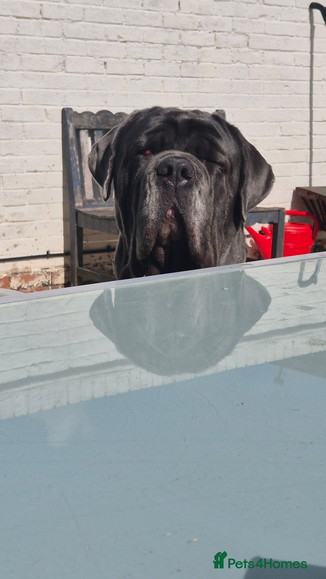 Neapolitan Mastiff dogs for sale: Neopolitan mastiff 2 years  - Advert 3