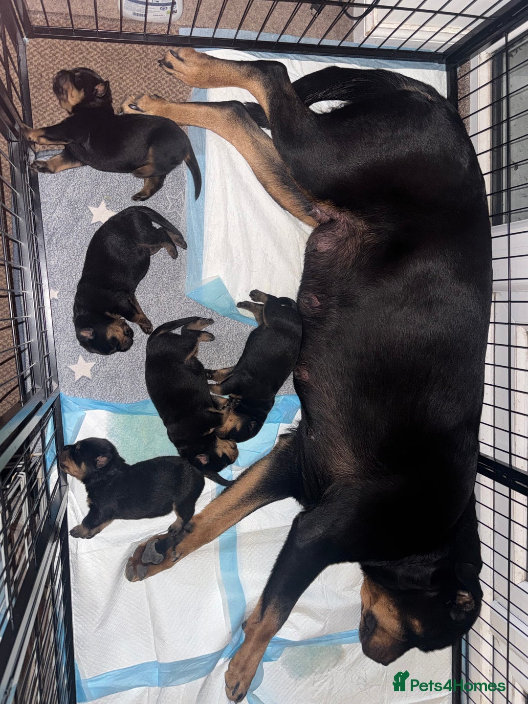 Rottweiler dogs for sale: KC Rottweiler puppies  - Advert 11